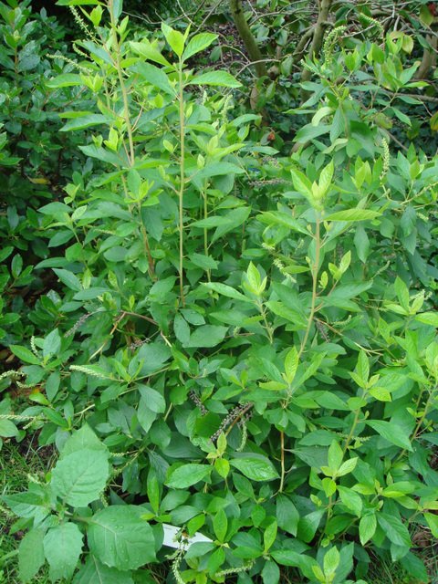 Clethra alnifolia P2A